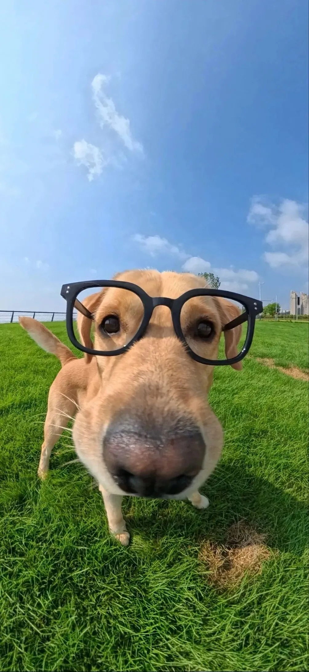 【小红书】短视频里笨拙的机器人，正被资本疯狂投喂