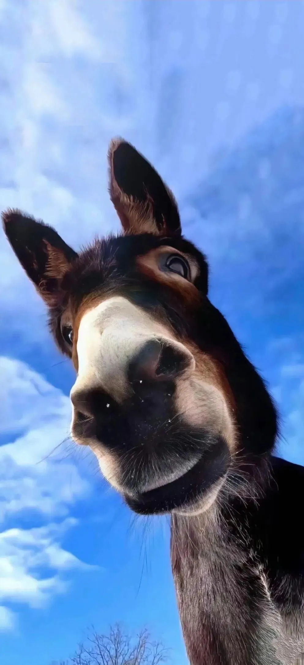 	【小红书】黄仁勋：你的工作会被AI取代吗？